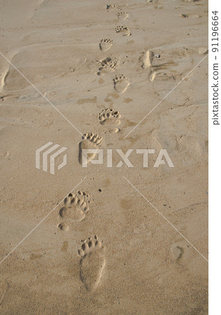Paw prints of a large bear in the sand. 91196664