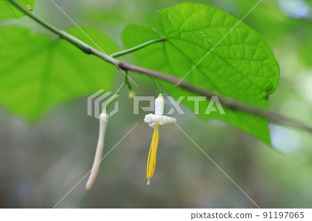 Turpentine Turpentine 91197065