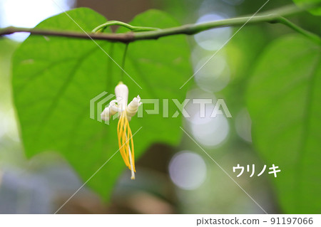Turpentine Turpentine 91197066