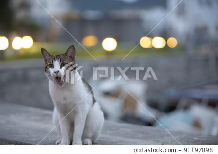 tabby cat with white belly walk around the fishery village near the coastline in the evening tabby cat with white belly walk around the fishery village near the coastline in the evening 91197098