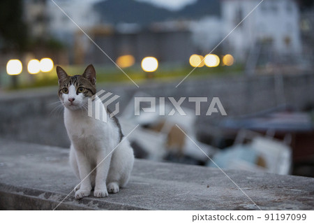 tabby cat with white belly walk around the fishery village near the coastline in the evening tabby cat with white belly walk around the fishery village near the coastline in the evening 91197099