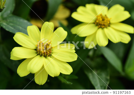 Yellow zinnia (Saitama Prefecture / June) Yellow zinnia (Saitama Prefecture / June) 91197163