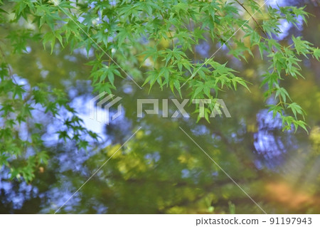 Blue autumn leaves in Kyoto 91197943