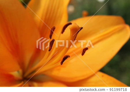 橙色百合花，特寫 91199718
