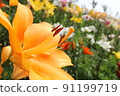 橙色百合花 91199719