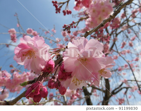 貝尼卡達櫻桃樹花 91199830
