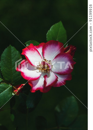 Rosa Betty Boop in the rose garden, old-fashioned flower with white petals edged with red bred by Carruth in 1999 91199916