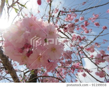Benicada cherry tree flower 91199938