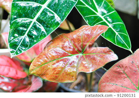 Caladium New Wave Bubble , Caladium bicolor Vent or Alocasia macrorrhizos or Caladium bicolor or pink leaf and Colocasia Caladium New Wave Bubble , Caladium bicolor Vent or Alocasia macrorrhizos or Caladium bicolor or pink leaf and Colocasia 91200131