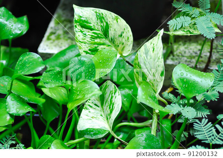 Epipremnum aureum , devils ilvy or hunters robe. Epipremnum aureum , devils ilvy or hunters robe. 91200132
