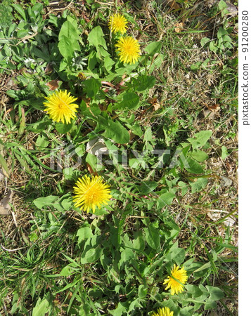 黃色蒲公英花 黃色蒲公英花 91200280