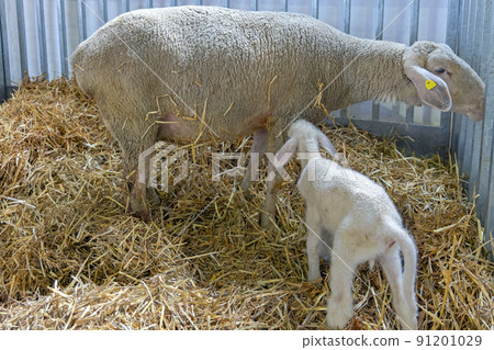 Ewe Lamb Farm Ewe Lamb Farm 91201029