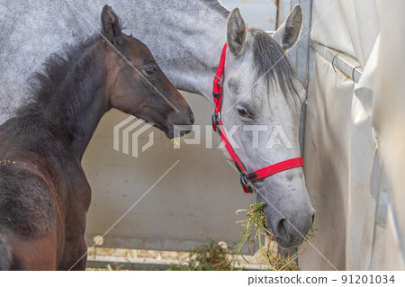 Newborn Foal Horse Mare Newborn Foal Horse Mare 91201034