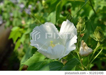 立花寺風陽 立花寺風陽 91201490