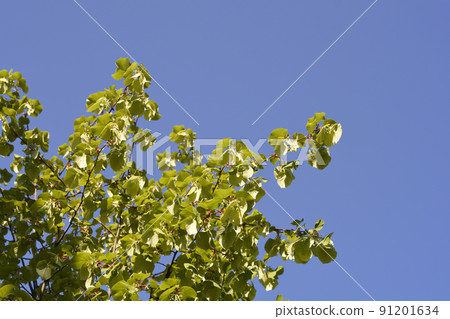 Caucasian lime 91201634