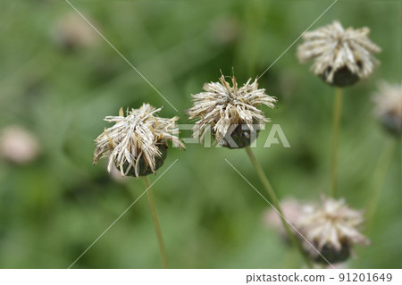 Single-flowered sawwort 91201649