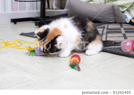 Small tricolor kitten playing with a toy 91202405