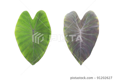 leaves, Tropical foliage isolated on white background, with clipping path 91202627