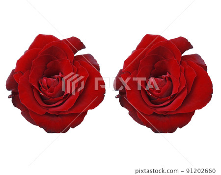 Red roses and rose petals on white background,Valentines day concept Red roses and rose petals on white background,Valentines day concept 91202660