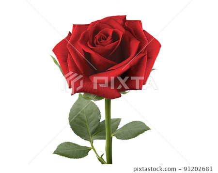 Red roses and rose petals on white background,Valentines day concept 91202681
