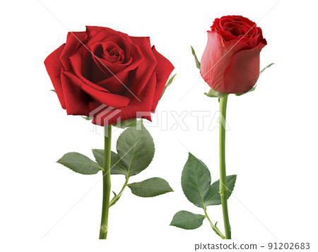 Red roses and rose petals on white background,Valentines day concept Red roses and rose petals on white background,Valentines day concept 91202683