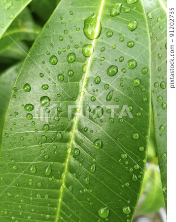 Beautiful green leaf with drops of water Beautiful green leaf with drops of water 91202735