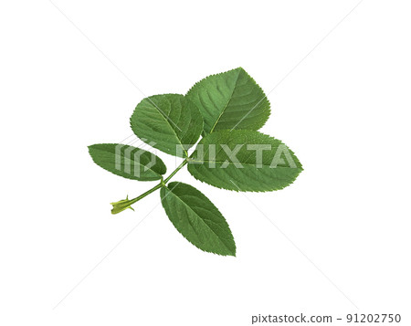 rose leaves on a white background rose leaves on a white background 91202750
