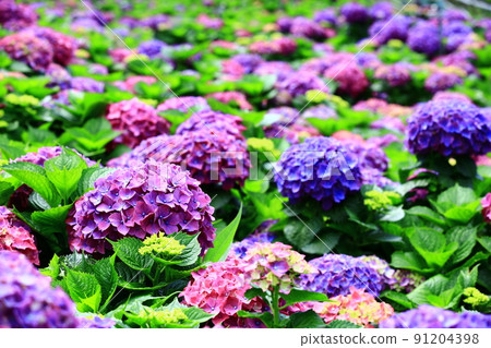 美麗的繡球花（繡球花、粉花、八仙花、瑪哩葉）Hanaumi 91204398