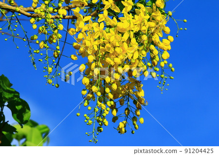 金雨樹(金雨樹,金雨樹,金雨樹,金雨樹,金雨樹,金雨樹,金雨樹)花,靛藍天空背景 金雨樹(金雨樹,金雨樹,金雨樹,金雨樹,金雨樹,金雨樹,金雨樹)花,靛藍天空背景 91204425