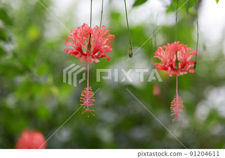 Fuurinbussouge 91204611