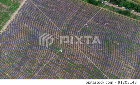 People are photographed in a lavender field. No faces are visible. Fashionable photo session. People are photographed in a lavender field. No faces are visible. Fashionable photo session. 91205148