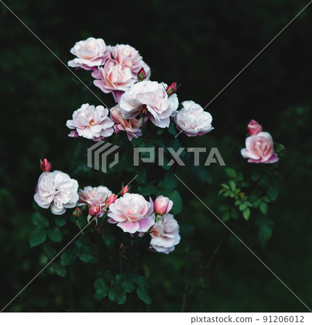 Distant Drums rose in the garden, a rare beauty, pink roses in the dark 91206012