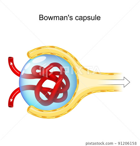Bowman's Capsule Structure. renal corpuscle anatomy 91206158