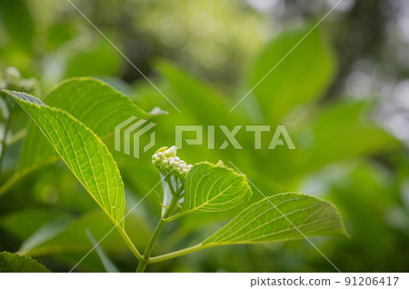 繡球花芽 91206417