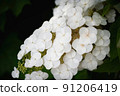 白山繡球花 91206419