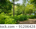 樹在公園裡 91206428