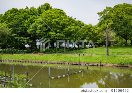 Pond in the park Pond in the park 91206432