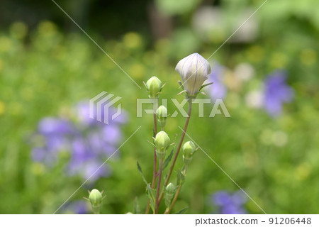 Kikyo flower buds 91206448