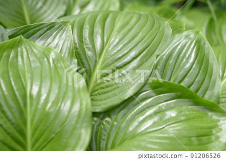 葉紋自然造型 91206526