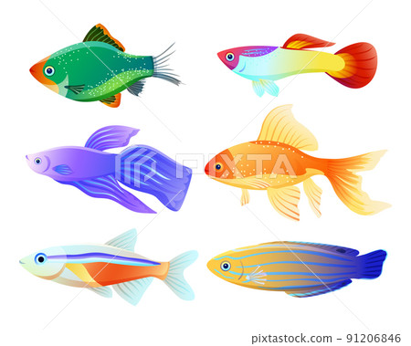 Aquarium Fish Specie Cartoon Illustration Set Aquarium Fish Specie Cartoon Illustration Set 91206846