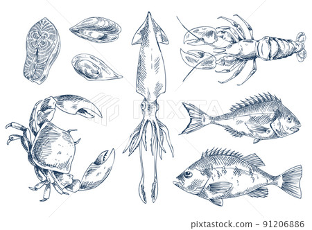 Sea Delicacy Vector Illustration Sketch Style Set Sea Delicacy Vector Illustration Sketch Style Set 91206886