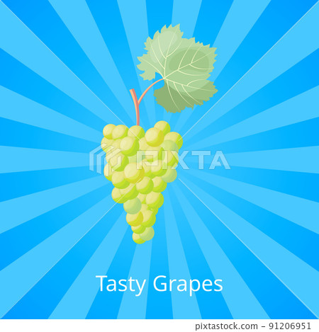Tasty Bunch of Grapes for White Wine Production Tasty Bunch of Grapes for White Wine Production 91206951