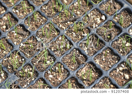 種植大蔥（白洋蔥）。發芽/種植/菜園 91207408