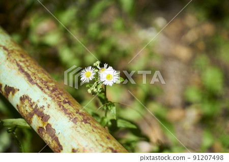Himejoon, Harujoon, Up, Flowers, Fences, Rust, Roadside 91207498