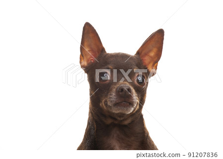 image of dog white background image of dog white background 91207836