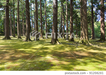 歐比城堡的歐比雪松 91208281