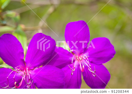 Sicono Buttan Flower Sicono Buttan Flower 91208344