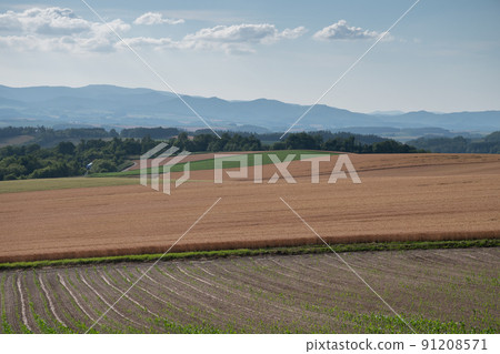 金色麥田和綠色玉米田 金色麥田和綠色玉米田 91208571