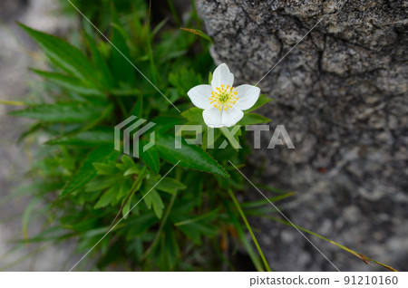 谷川山上盛開的白山一枝（高山植物） 91210160