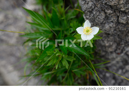 谷川山上盛開的白山一枝(高山植物) 谷川山上盛開的白山一枝(高山植物) 91210161